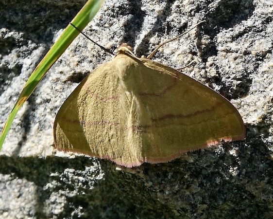 narrow rose-banded wave